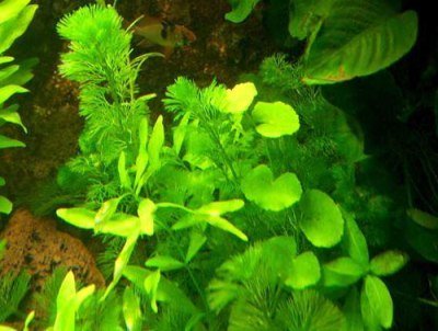 Wasserpflanzen Set Südamerika 150-200 l Aquarium, Aquarienpflanzen für Diskusaquarium Wasserpflanzen Set Südamerika 150-200 l Aquarium, Aquarienpflanzen für Diskusaquarium von Mühlan Wasserpflanzen