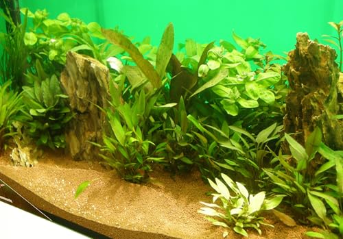 Wasserpflanzen Set für 200-300 l Aquarium (4) von Mühlan Wasserpflanzen