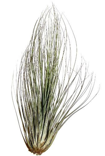 1 Tillandsia filifolia, Tillandsien für Terrarien, Aufsitzerpflanzen von Mühlan's Tillandsienshop