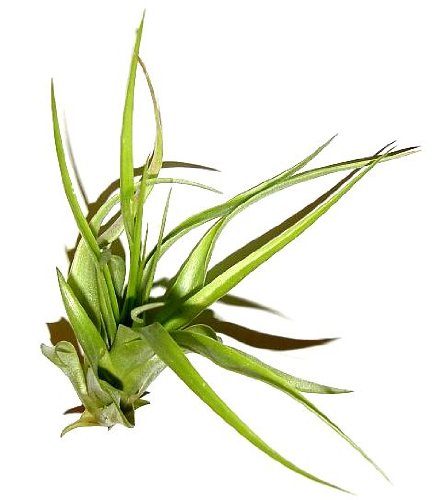 1 Tillandsia hondurensis, Tillandsien für Terrarien, Aufsitzerpflanzen von Mühlan's Tillandsienshop