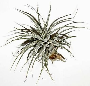 1 Tillandsia kammii, Tillandsien für Terrarien, Aufsitzerpflanzen von Mühlan's Tillandsienshop