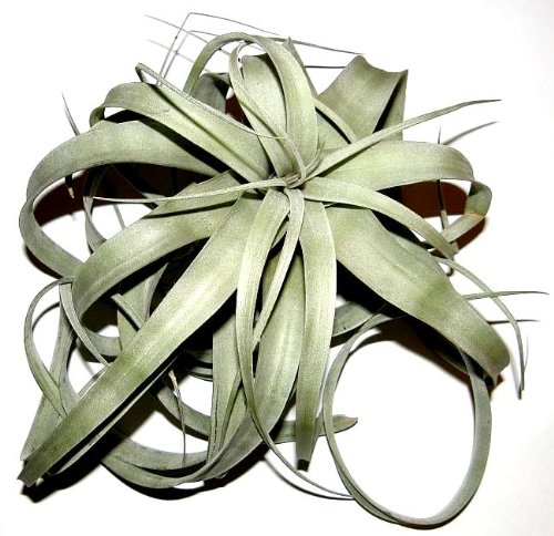 1 Tillandsia xerographica, Tillandsien für Terrarien, Aufsitzerpflanzen von Mühlan's Tillandsienshop