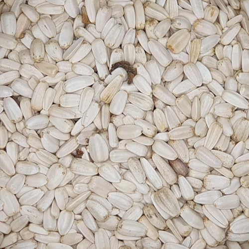 Kürbiskerne weiß - Gladen 2,5kg von Mühle Gladen