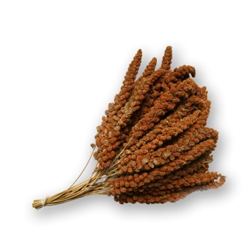 Mühle Gladen französische Kolbenhirse rot 500g - Vogelfutter Kanarien Wellensittich von Mühle Gladen