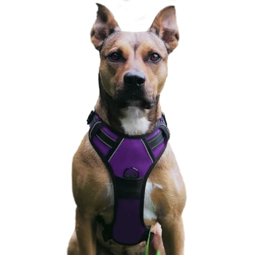 No Pull Hundegeschirr, Verstellbar Atmungsaktiv Reflektierend Weich Gepolstert Hunde Geschirr, Brustgeschirr für Hunde, Hundeleine inklusive (Lila, L) von Musonic