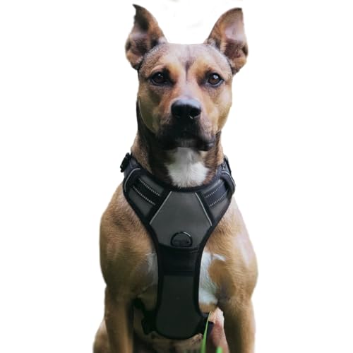 No Pull Hundegeschirr, Verstellbar Atmungsaktiv Reflektierend Weich Gepolstert Hunde Geschirr, Brustgeschirr für Hunde, Hundeleine inklusive (Grau, M) von Musonic