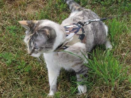 Mynwood Cat Jacke/Geschirr Wüste Sturm Erwachsene Katze ausbruchsicher von Mynwood Cat Jacket