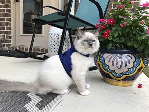 Mynwood Cat Jacke/Geschirre Blau Kitten bis zu 8 Monate - Ausbruchsicher von Mynwood Cat Jacket