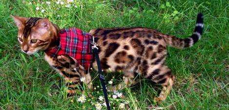 Mynwood Cat Jacke/Geschirre Königlicher Stewarttartan Kätzchen bis zu 8 Monate - ausbruchsicher von Mynwood Cat Jacket