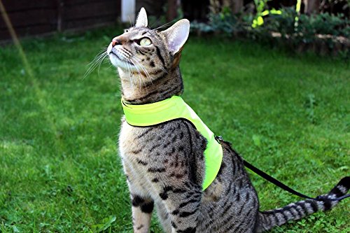 Mynwood Cat Jacke/Geschirre hoch Sichtbarkeit Kätzchen bis zu 8 Monate - ausbruchsicher Mynwood Cat Jacke/Geschirre hoch Sichtbarkeit Kätzchen bis zu 8 Monate - ausbruchsicher von Mynwood Cat Jacket