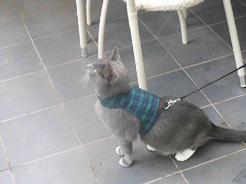 Mynwood Cat Jacke / Geschirre Schwarz Achten Auf Schottenmuster Erwachsene Katze ausbruchsicher von Mynwood Cat Jacket
