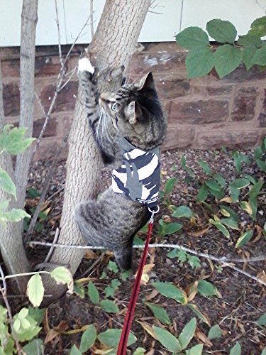 Mynwood Cat Jacke /Geschirre Arctic Kampf Erwachsene Katze Ausbruchsicher von Mynwood Cat Jacket