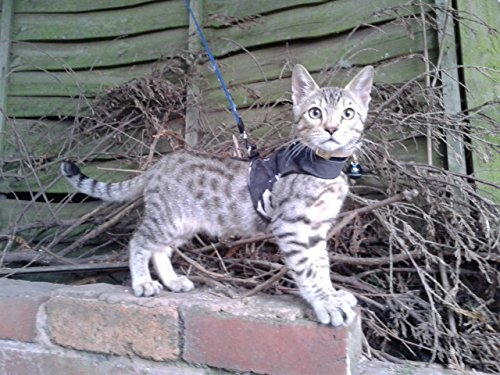 Mynwood Cat Jacke /Geschirre Arctic Kampf Kätzchen bis zu 8 Monate - ausbruchsicher von Mynwood Cat Jacket