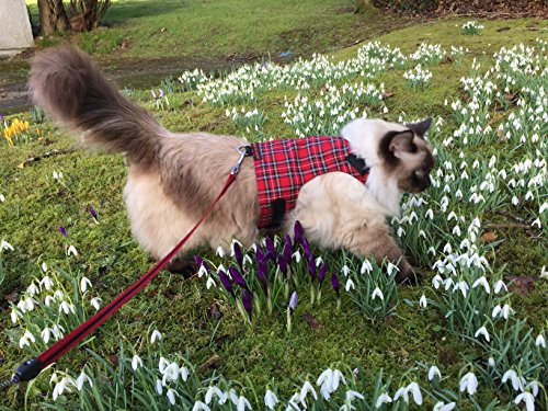 Mynwood Cat Jacke /Geschirre Königlicher Stewarttartan Erwachsene Katze ausbruchsicher von Mynwood Cat Jacket