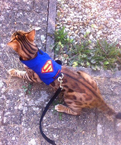 Mynwood Cat Jacke /Geschirre Superman Erwachsene Katze ausbruchsicher von Mynwood Cat Jacket