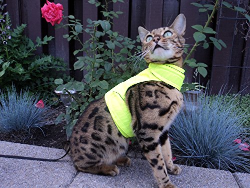 Mynwood Cat Jacke /Geschirre hoch Sichtbarkeit Erwachsene Katze ausbruchsicher von Mynwood Cat Jacket