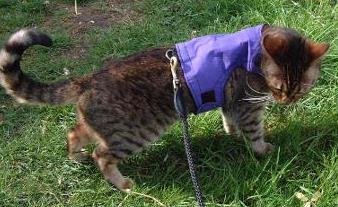Mynwood Cat Jacke /Geschirre lila Erwachsene Katze ausbruchsicher von Mynwood Cat Jacket