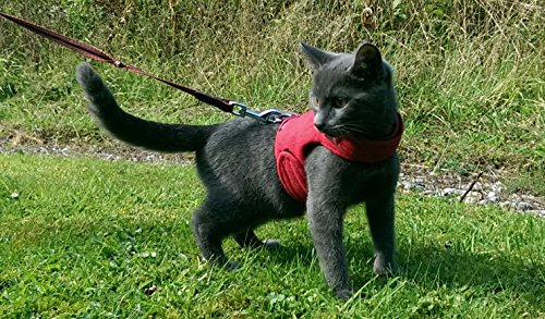 Mynwood Cat Jacket /Geschirre Rote Cotton Erwachsene Katze ausbruchsicher von Mynwood Cat Jacket