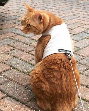 Mynwood Cat Jacket Fleece-Geschirr für Kätzchen oder ausgewachsene Katzen (cremefarbenes Fleece, ausgewachsene Katze). von Mynwood Cat Jacket