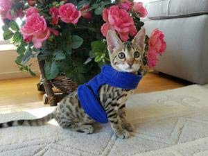 Mynwood Cat Jacket Fleece-Geschirr für Kätzchen oder ausgewachsene Katzen (königsblaues Fleece, Kätzchen) von Mynwood Cat Jacket