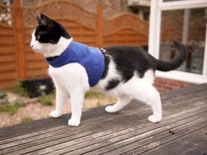 Mynwood Cat Jacket Fleece-Geschirr für Kätzchen oder ausgewachsene Katzen (königsblaues Fleece, ausgewachsene Katze) von Mynwood Cat Jacket