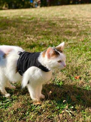Mynwood Cat Jacket Fleece-Geschirr für Kätzchen oder ausgewachsene Katzen (schwarzes Fleece, ausgewachsene Katze) von Mynwood Cat Jacket