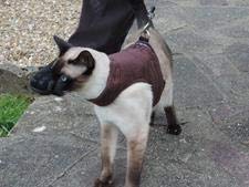 Mynwood Cat Jacket Fleecestoff für Kätzchen oder ausgewachsene Katzen (Schokoladen-Fleece, Kätzchen) von Mynwood Cat Jacket