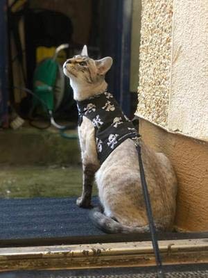 Mynwood Cat Jacket Gemusterter Stoff für Kätzchen oder ausgewachsene Katzen (Totenköpfe, ausgewachsene Katze). von Mynwood Cat Jacket