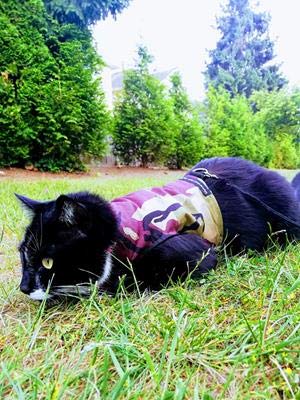 Mynwood Cat Jacket Geschirr, Camouflage, Stoff für Kätzchen oder ausgewachsene Katzen (grüne Tarnung, ausgewachsene Katze) von Mynwood Cat Jacket