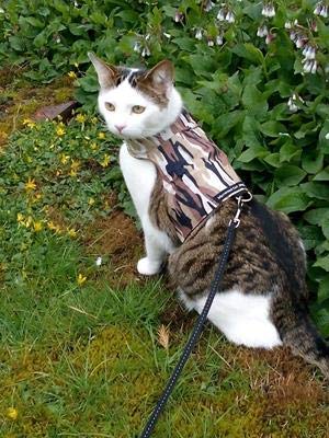 Mynwood Cat Jacket Geschirr, Camouflage-Stoffe für Kätzchen oder ausgewachsene Katzen (Desert Storm Camouflage, ausgewachsene Katze) von Mynwood Cat Jacket