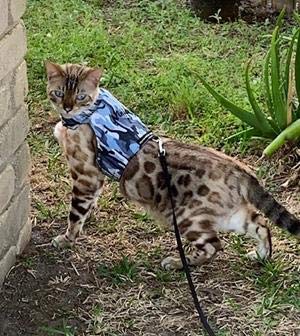 Mynwood Cat Jacket Geschirr, Camouflage-Stoffe für Kätzchen oder ausgewachsene Katzen (blaue Tarnung, ausgewachsene Katze) von Mynwood Cat Jacket