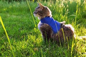 Mynwood Cat Jacket Geschirr, einfarbig, Stoff für Kätzchen oder ausgewachsene Katzen (blau, Erwachsene) von Mynwood Cat Jacket