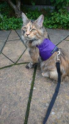 Mynwood Cat Jacket Geschirr, einfarbig, Stoff für Kätzchen oder ausgewachsene Katzen (lila, Erwachsene) von Mynwood Cat Jacket