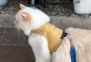 Mynwood Cat Jacket Geschirr, einfarbig, für Kätzchen oder ausgewachsene Katzen (Karamell, Kätzchen). von Mynwood Cat Jacket