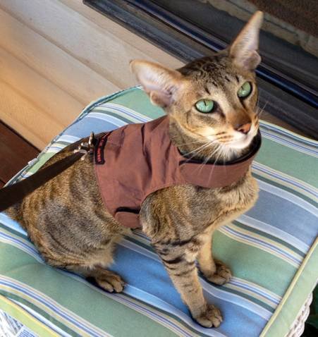 Mynwood Cat Jacket Geschirr, einfarbig, für Kätzchen oder ausgewachsene Katzen (Schokolade, Erwachsene) von Mynwood Cat Jacket