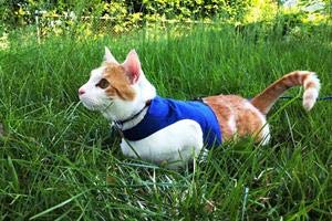 Mynwood Cat Jacket Geschirr, einfarbig, für Kätzchen oder ausgewachsene Katzen (blau, Kätzchen) von Mynwood Cat Jacket