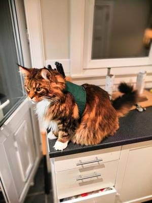 Mynwood Cat Jacket Geschirr, einfarbig, für Kätzchen oder ausgewachsene Katzen (grün, Kätzchen) von Mynwood Cat Jacket