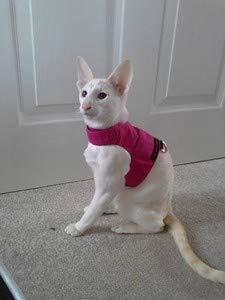Mynwood Cat Jacket Geschirr, einfarbig, für Kätzchen oder ausgewachsene Katzen (rosa, Kätzchen). von Mynwood Cat Jacket