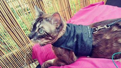 Mynwood Cat Jacket Geschirr, einfarbig, für Kätzchen oder ausgewachsene Katzen (schwarzer Denim, Kätzchen). von Mynwood Cat Jacket