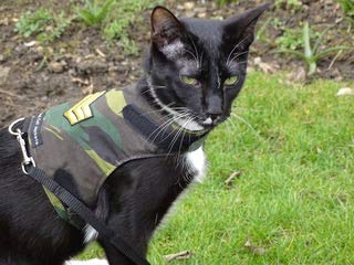 Mynwood Cat Jacket Geschirr / Jacke für ausgewachsene Katzen, Motiv Sergeant-Abzeichen auf grünem Tarnmuster, ausbruchsicher von Mynwood Cat Jacket