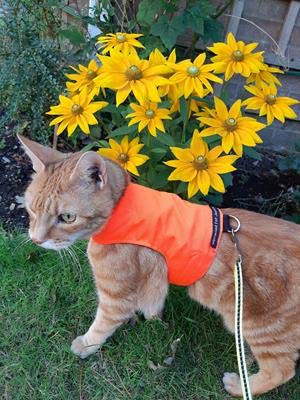 Mynwood Cat Jacket Geschirr für Kätzchen oder ausgewachsene Katzen, hohe Sichtbarkeit, Orange, für ausgewachsene Katzen von Mynwood Cat Jacket