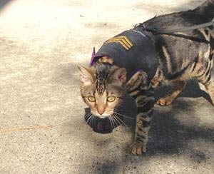 Mynwood Cat Jacket Geschirr für Kätzchen oder ausgewachsene Katzen (Sergeant auf schwarzer, ausgewachsener Katze). von Mynwood Cat Jacket
