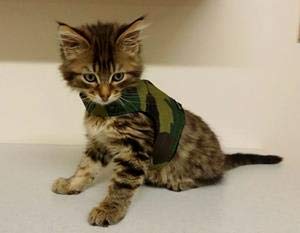 Mynwood Cat Jacket Geschirr für Kätzchen oder ausgewachsene Katzen (grüne Tarnung, Kätzchen) von Mynwood Cat Jacket