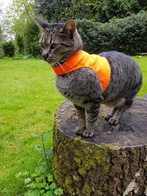 Mynwood Cat Jacket Geschirr für Kätzchen oder ausgewachsene Katzen (hohe Sichtbarkeit, Orange, Kätzchen) von Mynwood Cat Jacket