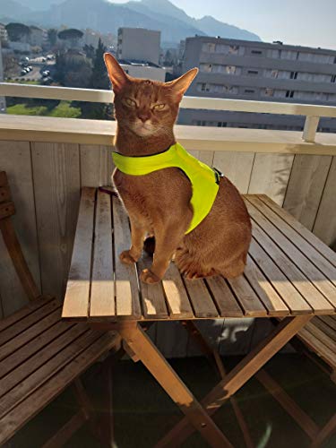 Mynwood Cat Jacket Geschirr für Kätzchen oder ausgewachsene Katzen (hohe Sichtbarkeit, gelb, Kätzchen) von Mynwood Cat Jacket