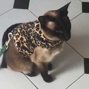 Mynwood Cat Jacket Hundegeschirr aus Kunstfell für Kätzchen oder ausgewachsene Katzen (braunes Leopardenfell, ausgewachsene Katze) von Mynwood Cat Jacket