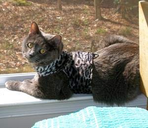 Mynwood Cat Jacket Hundegeschirr aus Kunstfell für Kätzchen oder ausgewachsene Katzen (graues Leopardenfell, Kätzchen) von Mynwood Cat Jacket