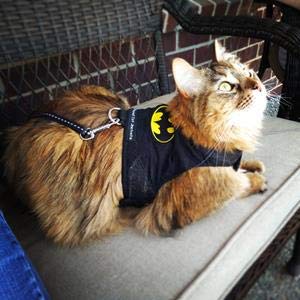 Mynwood Cat Jacket Stoff für Kätzchen oder ausgewachsene Katzen (Batman, Kitten) von Mynwood Cat Jacket