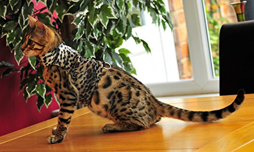 mynwood Jacke/Geschirr Grau Leopard Kunstfell Adult Cat – Escape Proof von Mynwood Cat Jacket