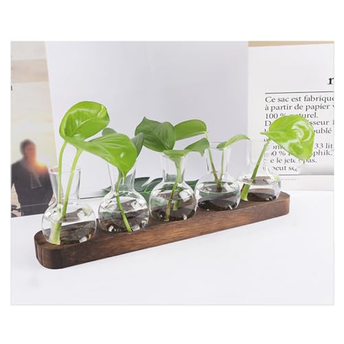 Mzshne Desktop-Terrarium für hydroponische Pflanzen Hydroponisches Pflanzenvermehrungsterrarium für die Dekoration im Home-Office-Arbeitszimmer von Mzshne